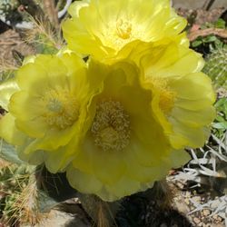 Cactus Amarillo