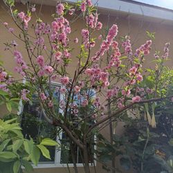 Big Peach Tree In 25 Gallon About 9ft Tall. Arbol Grande De Durzano Bonitas Flores Y Frutas Grandes 9 Pies De Alto 