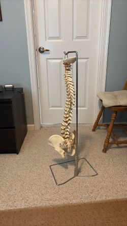 Model of the Human Spine with Stand