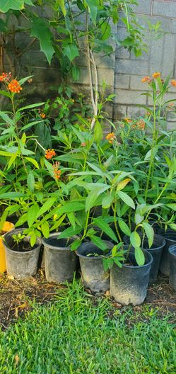 #7 Milkweed Butterflies garden Milkweed Attracts monarchs.  All  plants are propagated To prevent Toxicity  1 gal pot