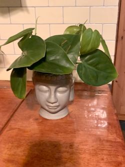Heartleaf Philodendron Indoor Houseplant With Pot