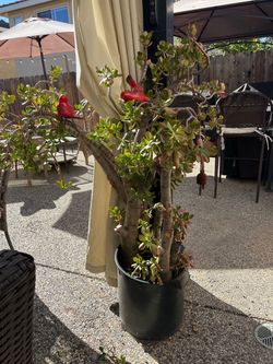 FREE - (1) Large Jade Plant in Black Pot