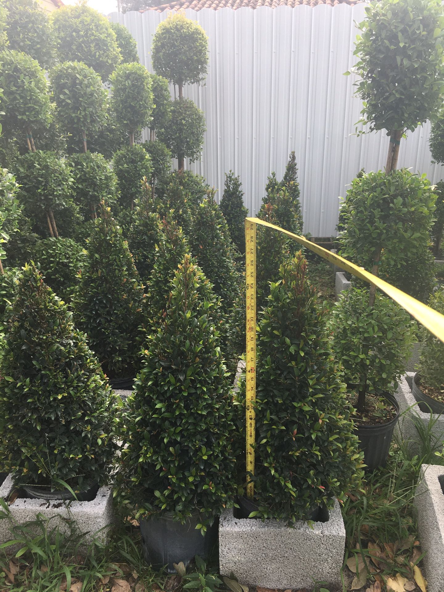 Cone topiary in 3 gls pot