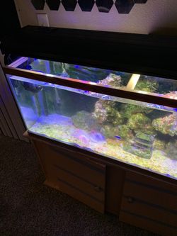 Coral Reef Lights
