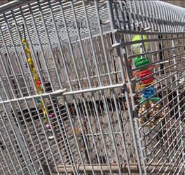 Bird cage