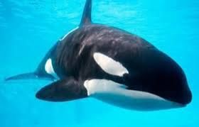 X12 SEAWORLD Single Day