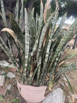 Plant Dracaena Frifasciarta
