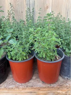 Organic oregano