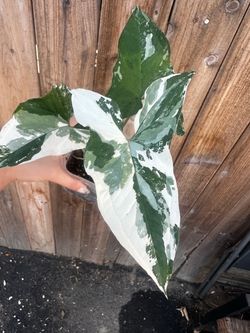 Syngonium Albo — $25 🌿
