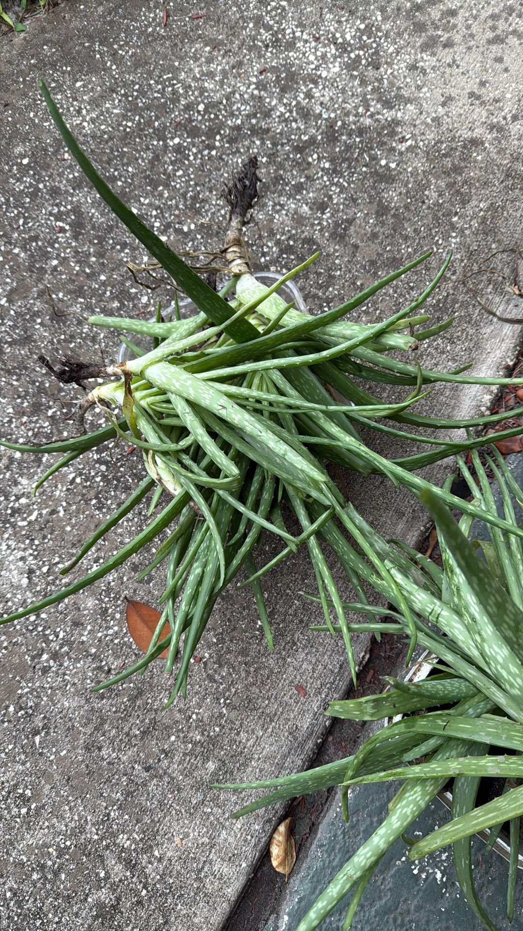 Aloe vera Buds