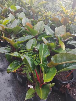 Red congo hedges 7gl $30