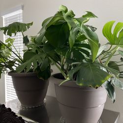 2 Large Monstera Plants