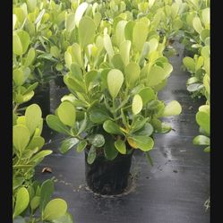 Privacy Hedge Culisa