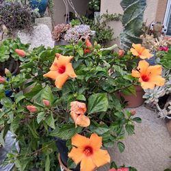 Hibiscus Plant with Yellow/Orange Flowers $48