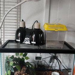 Lizard Setup Tank 