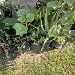 Part Three Of The Many Different Plants