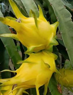 yellow/gold dragon fruit plant