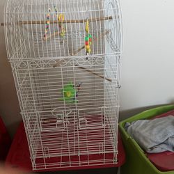 Bird Cage 