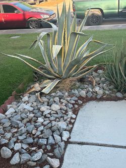 Agave plants