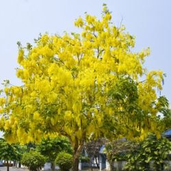 cassia fistula also called golden yellow blossom tree.