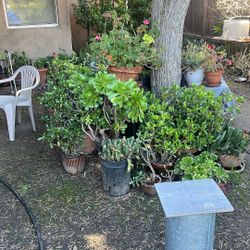 Plants For Sale $3 -$10 Each