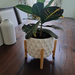 plant Stand And Plant 