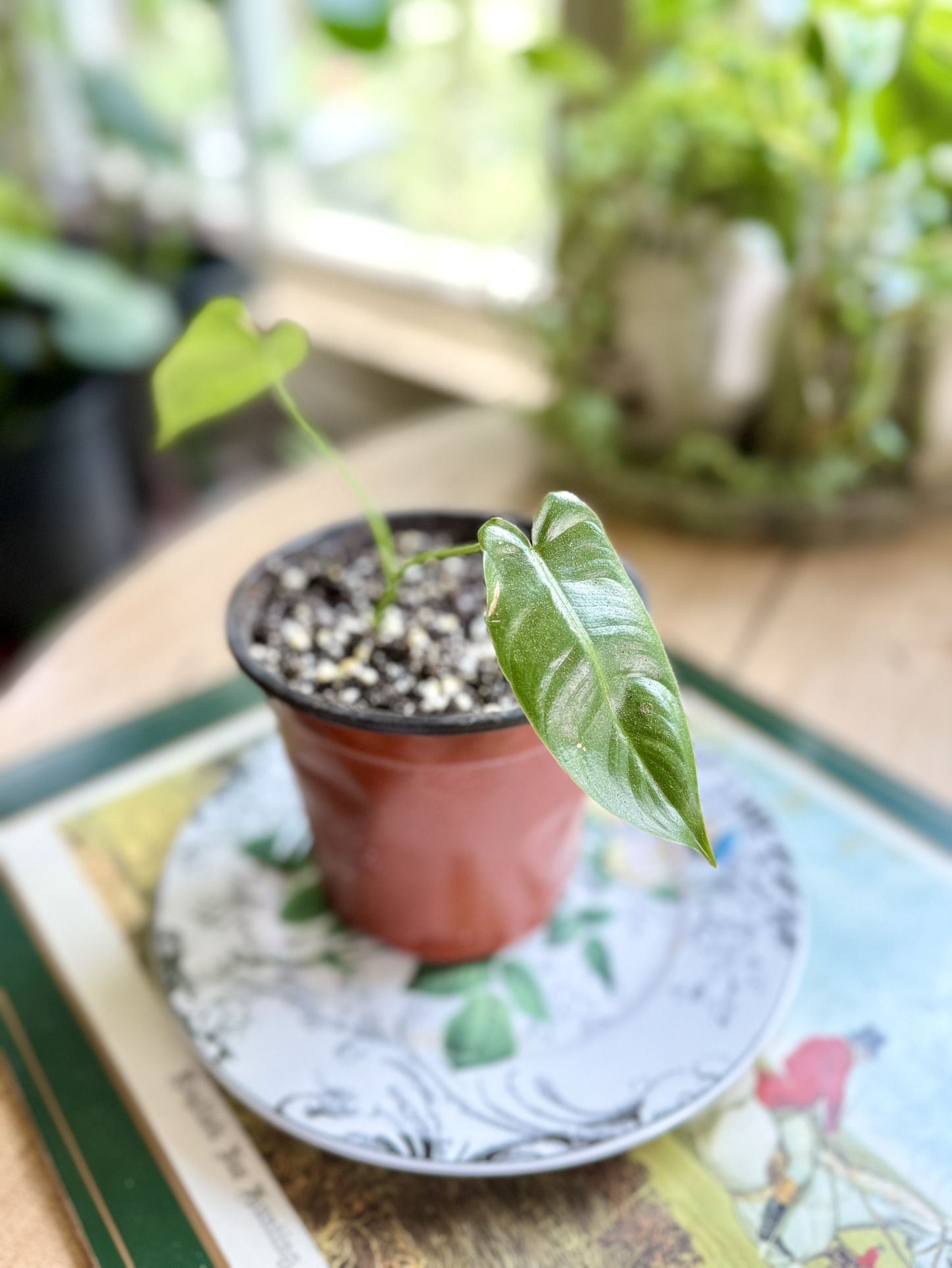 Philodendron Indoor Plant - Starter