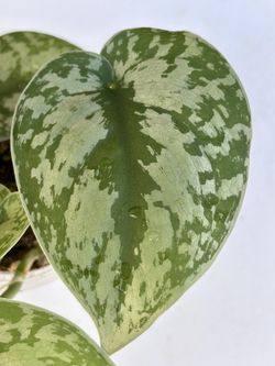 Scindapsus B