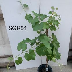 SGR54- Kyoho Grapes Tree 巨峯葡萄樹