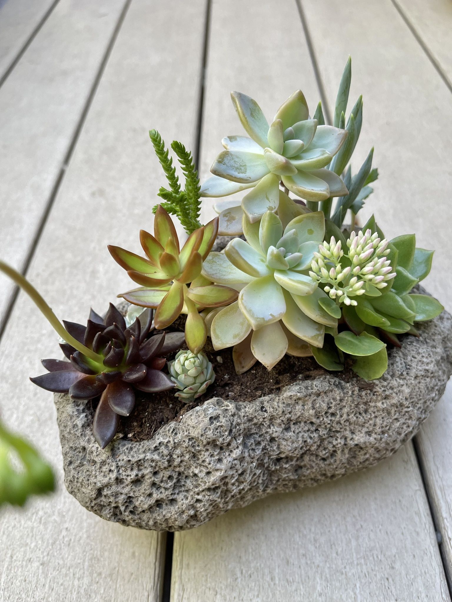 🎁Beautiful Arrangement From Different Succulents in Heavy Pot 9"x6"x3.5"