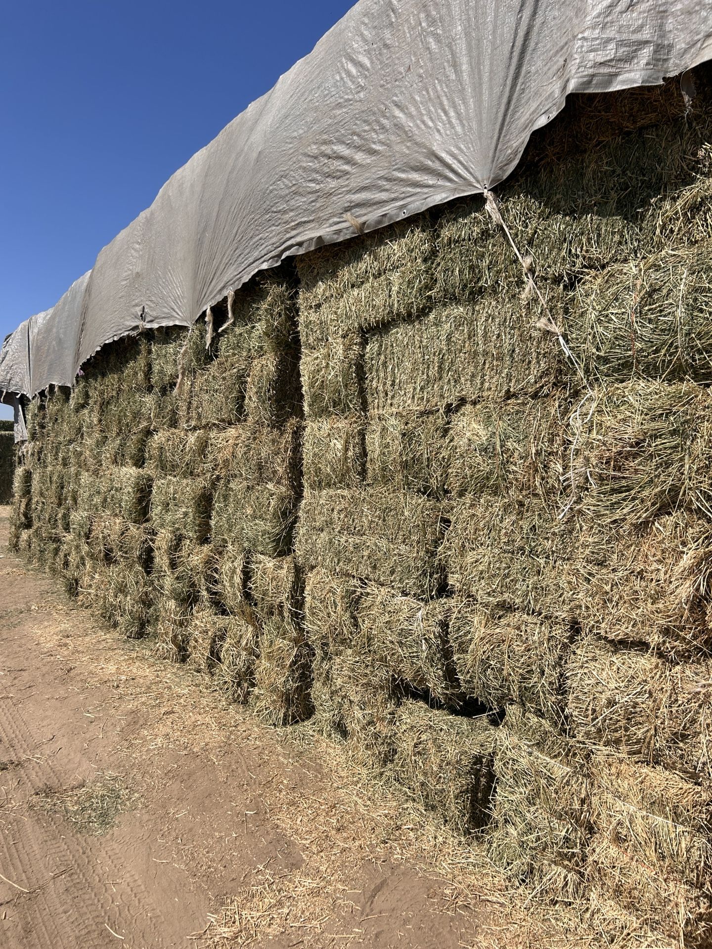 4 Cut Alfalfa/ 4 Corte Alfalfa
