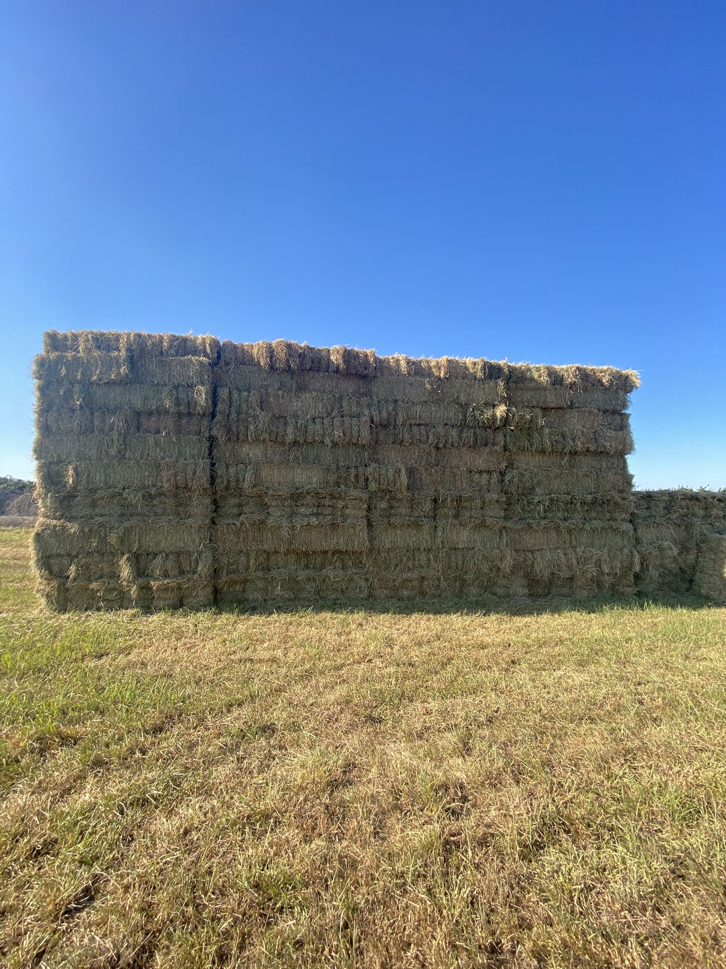 Grass Hay