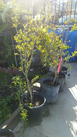 Pomegranate tree