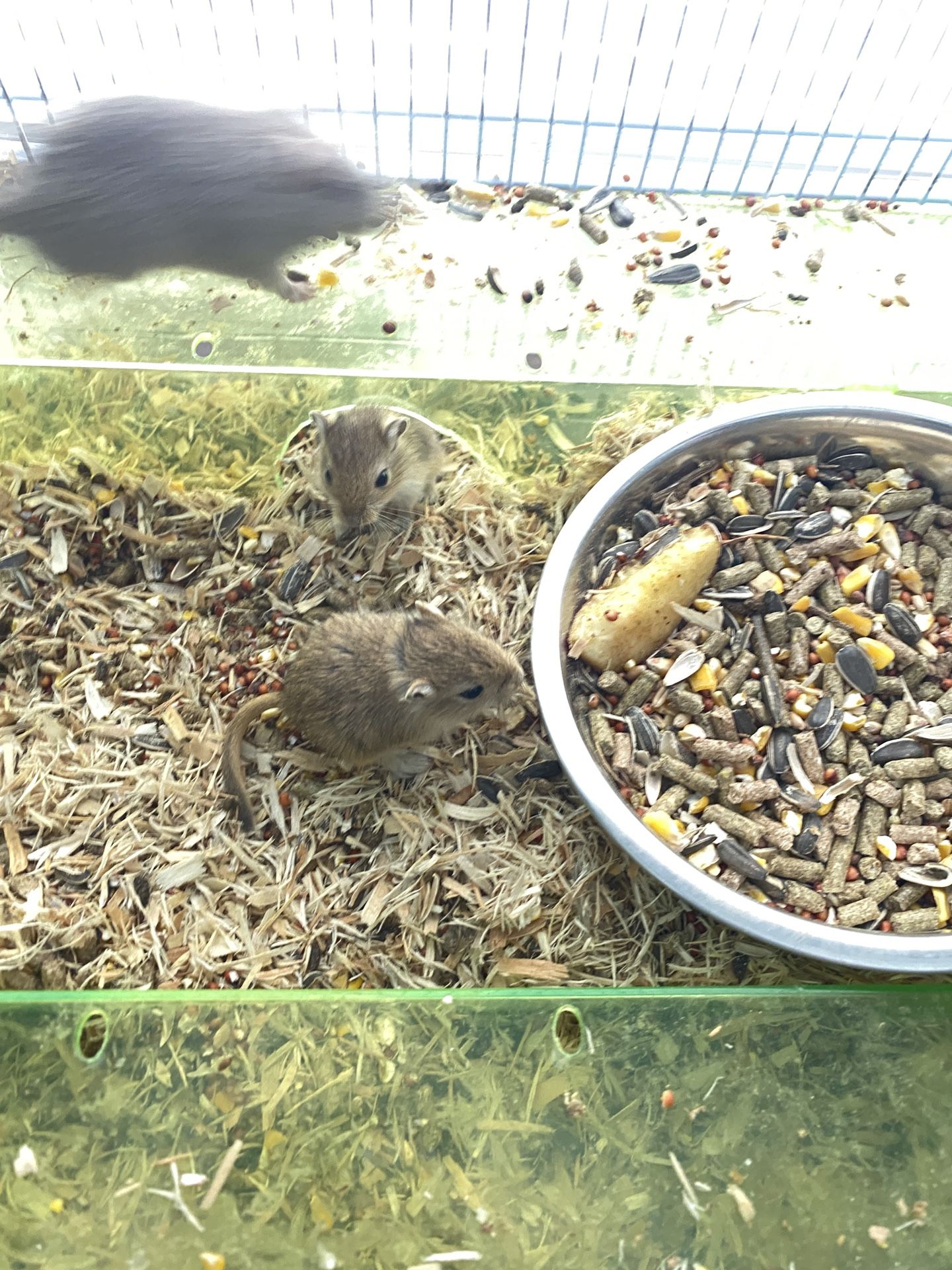 GERBIL PUPS READY FOR NEW HOMES!!!