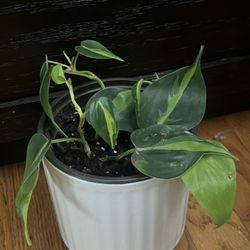 'Brasil' variety heartleaf philodendron