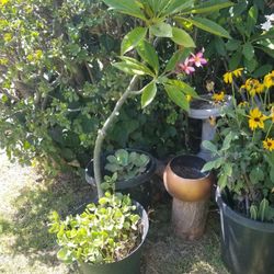 Potted Pink Plumeria *Blooming as of 9/23/25*