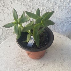 3 Inch Pot Succulent Plant - Crassula Rubricaulis -  Butterfly Bush - Rooted & Established Plant - Drought Resistant - 🪴