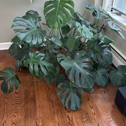 Plant 