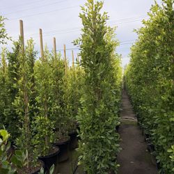 Ficus Nitida Indian Laurel Privacy Hedge