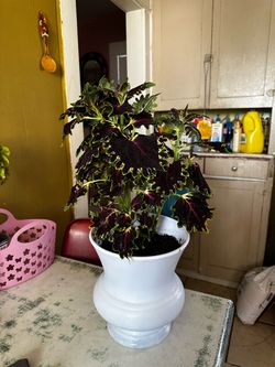 Coleus terrascape bonita planta 🪴