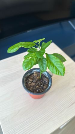 🍋 small lemon tree 🍋