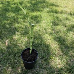 Bamboo Plants And Snake Plants 