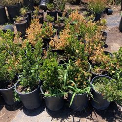 Plants