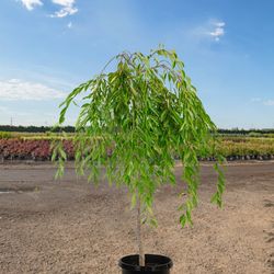 Double Flowering  Weeping Cherry TREE