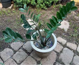 Zz plant