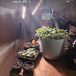 Grow Lights for Indoor Plants - 96 LED Full Spectrum Clip Plant Growing Light with 5-Level Dimmable,Auto On Off Timing 3 9 12Hrs Perfect for Indoor Gr