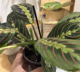 Prayer Plant (Red Veined Maranta)