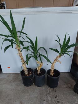 Spineless yucca starts