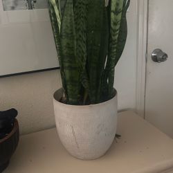 Snake Plant 