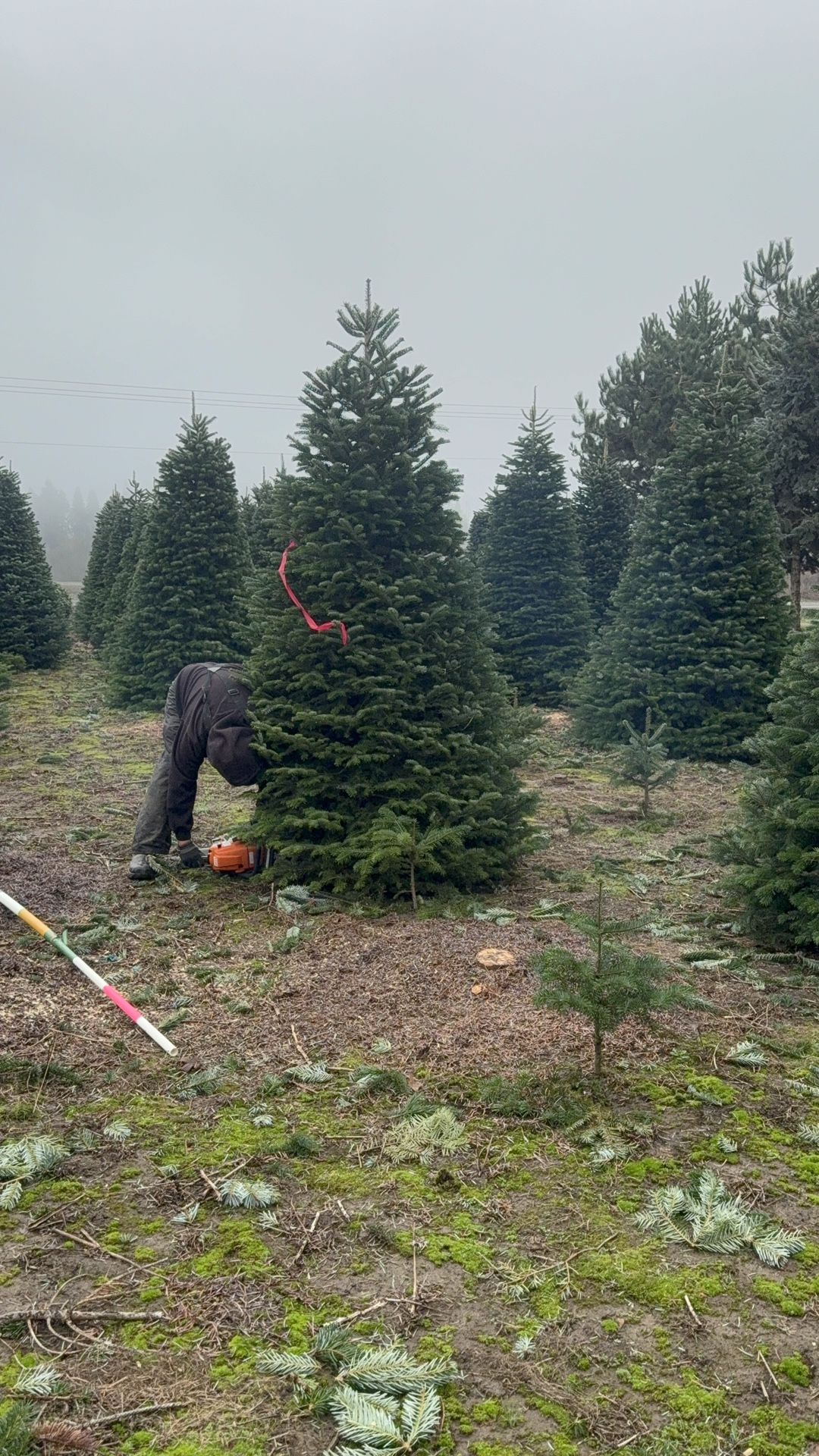 Nobel Fir π² Fresh Cut Pick Up Or Delivery For Extra Fee